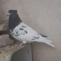 کبوتر کله رنگی و دم رنگی|پرنده|جلفا, |دیوار