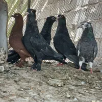 کبوتر|پرنده|بم, |دیوار