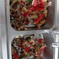 حلزون آلبینو آچاتینا