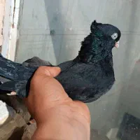 زاغ|پرنده|شهرضا, |دیوار