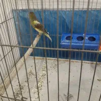 قناری نر|پرنده|مشگین شهر, |دیوار