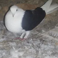 دوکت ماده نوک جم،رزن|پرنده|درگزین, |دیوار