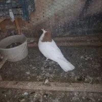 ساده زرد نر