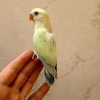 طوطی برزیلی دستی لیمو|پرنده|قم, ولیعصر|دیوار