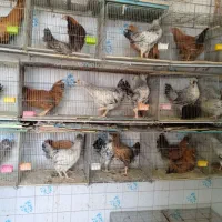 بورس«عروس‌هلندی‌کوتوله‌مرغ‌عشق‌مرغ‌وخروس‌‌|پرنده|شهرکرد, |دیوار