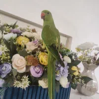 ملنگو