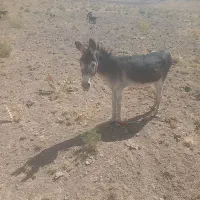 الاغ