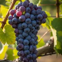 شیره انگور اصل و آب انگور طبیعی