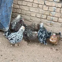 تخم مرغ گلین|حیوانات مزرعه|سمیرم, |دیوار