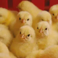 جوجه گوشتی راس درجه یک با بهترین قیمت