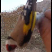 سهره|پرنده|اصفهان, قائمیه|دیوار