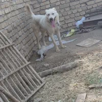 سگ نگهبان