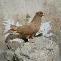 کبوتریرنگ|پرنده|بروجرد, |دیوار