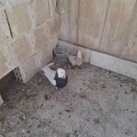طوقی با جوجه نر فوق پرش