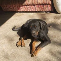 سگ ماده رتوایلر برای فروش|سگ|قائم‌شهر, |دیوار