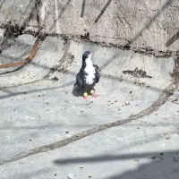 کرباتی سیاه کاکل نر هوایی