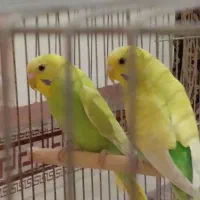 فروش مرغ عشق