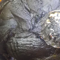 قرقروت شمشی|خوردنی و آشامیدنی|قم, لسانی|دیوار