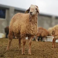 ۶۰ راس بره نر پرواری