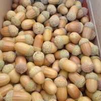 بلوط ممتاز ارگانیک|خوردنی و آشامیدنی|اسکو, |دیوار