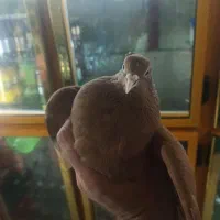 کبوتر سرخ دم سفید نروماده