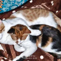 واگذاری گربه نر ۵ماهه
