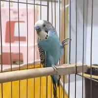 مرغ عشق نر کار داده مست زیر قیمـ ــت