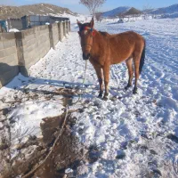 مادیان ۳ سال رنگ سمندی خیلی قشنگ