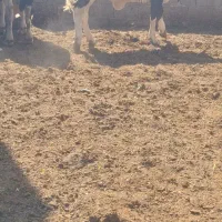نوبر  سیمنتال  گوشتی