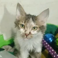 گم شده،لوسی ،امان از کثیف ترین همسایگان انسان نما