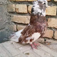 جفت آپاچی نقابی زیبا|پرنده|ماهیدشت, |دیوار