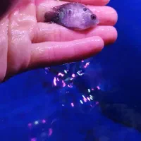 فلاور هورن|ماهی|ری, فیروزآبادی|دیوار