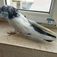 نر کله دم سبز عطیقه اصل سو قدیم باقرآبادم|پرنده|قرچک, باقرآباد|دیوار