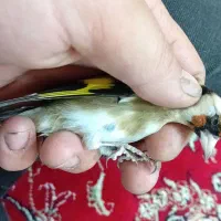 سهره نر و ماده|پرنده|تبریز, |دیوار