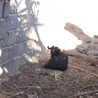 دوعددبزویککره|حیوانات مزرعه|ریگان, |دیوار