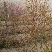 باغ و باغچه