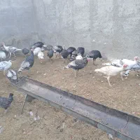 فروش تعدادی بوقلمون