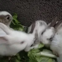 سلام خرگوش ماده باشش تا بچه هاش|موش و خرگوش|بندر ماهشهر, |دیوار