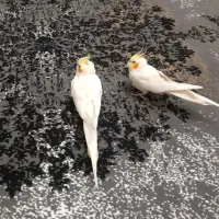 عروس هلندی|پرنده|پرند, فاز ۴|دیوار