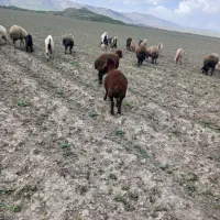 ویتامین بره نر گوشتی