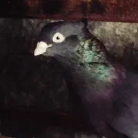 کفتر زاغ چش نوک