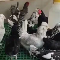 مرغ و خروس گلین چهل تاج