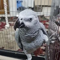 کاسکو سخنگو نر رام