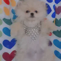 پامر خرسی اصیل