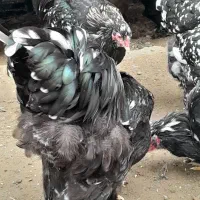 فروش دوعددخروس برهمابلک متلد|حیوانات مزرعه|گمیشان, |دیوار