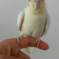 عروس هلندی|پرنده|ابهر, |دیوار