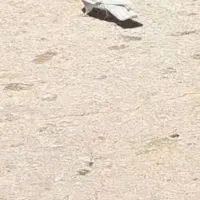 کبوتر|پرنده|ساوه, |دیوار