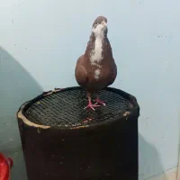 کفتر دستی نر