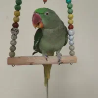 شاه طوطی ماده