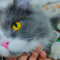 گربه میکس پرشین و بریتیش